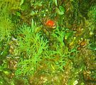 Dictyota dichotoma2